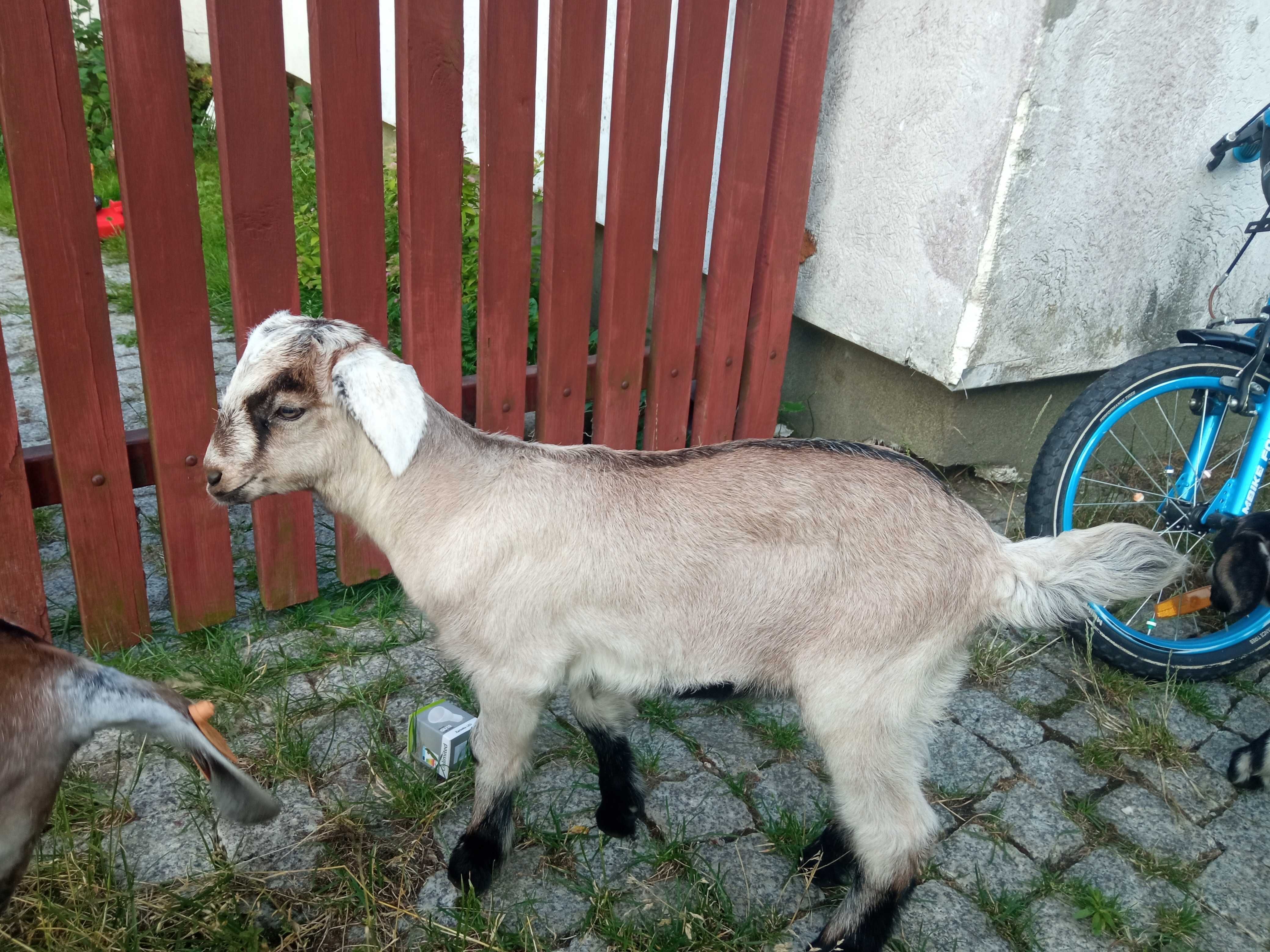 Koziołek po ojcu alpejskim