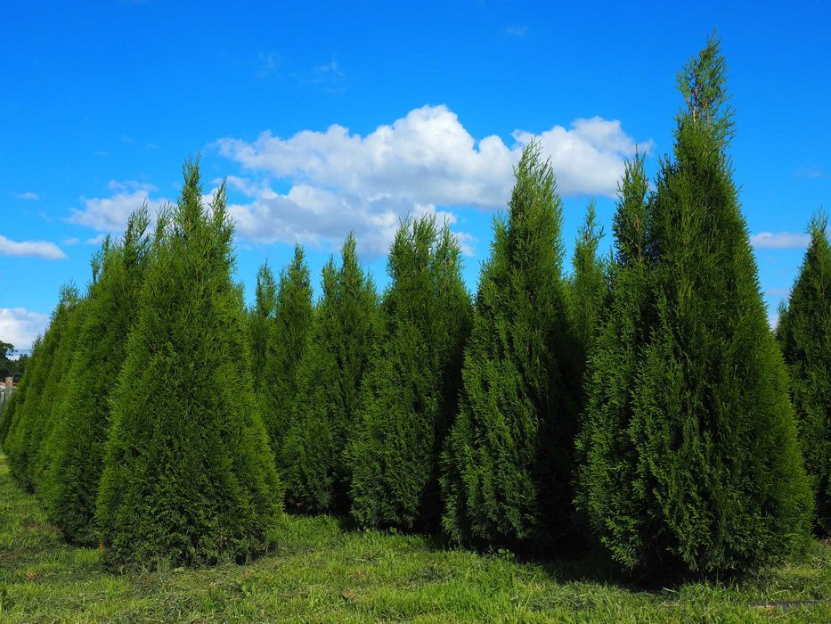 TUJA Tuje SZMARAGD  100cm-120cm PROMOCJA Łabiszyn