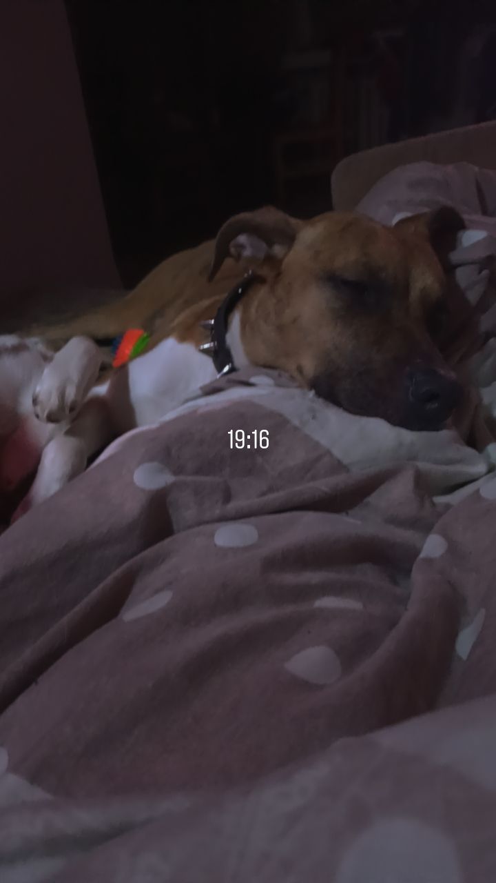 Oddam suczke pitbulla za darmo