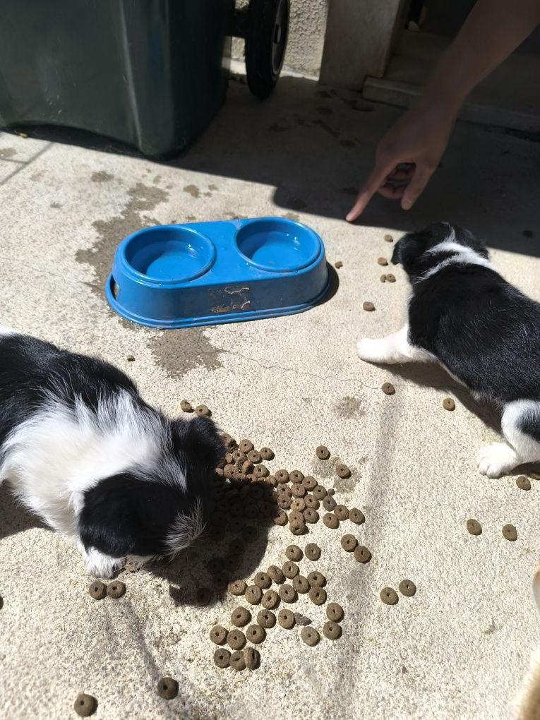 Cães de porte pequeno