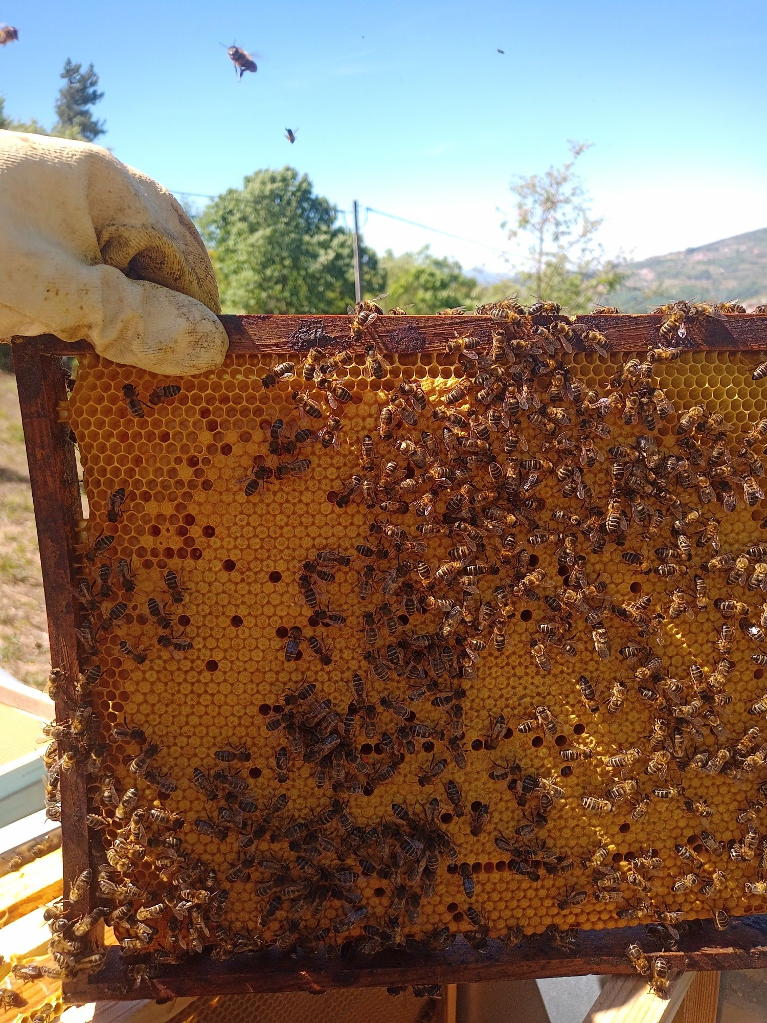 Enxame de abelhas mais colmeia lusitana
