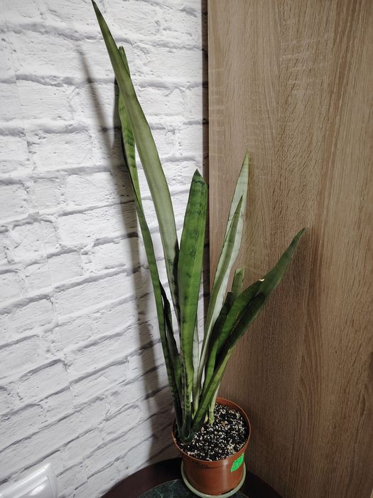 Сансевиерия Сильвер Квин, высокорослая.