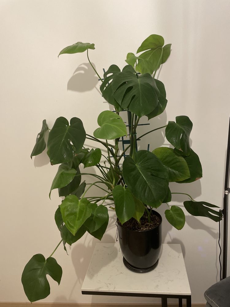 Monstera duzy kwiat