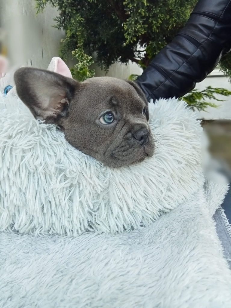 Buldog francuski