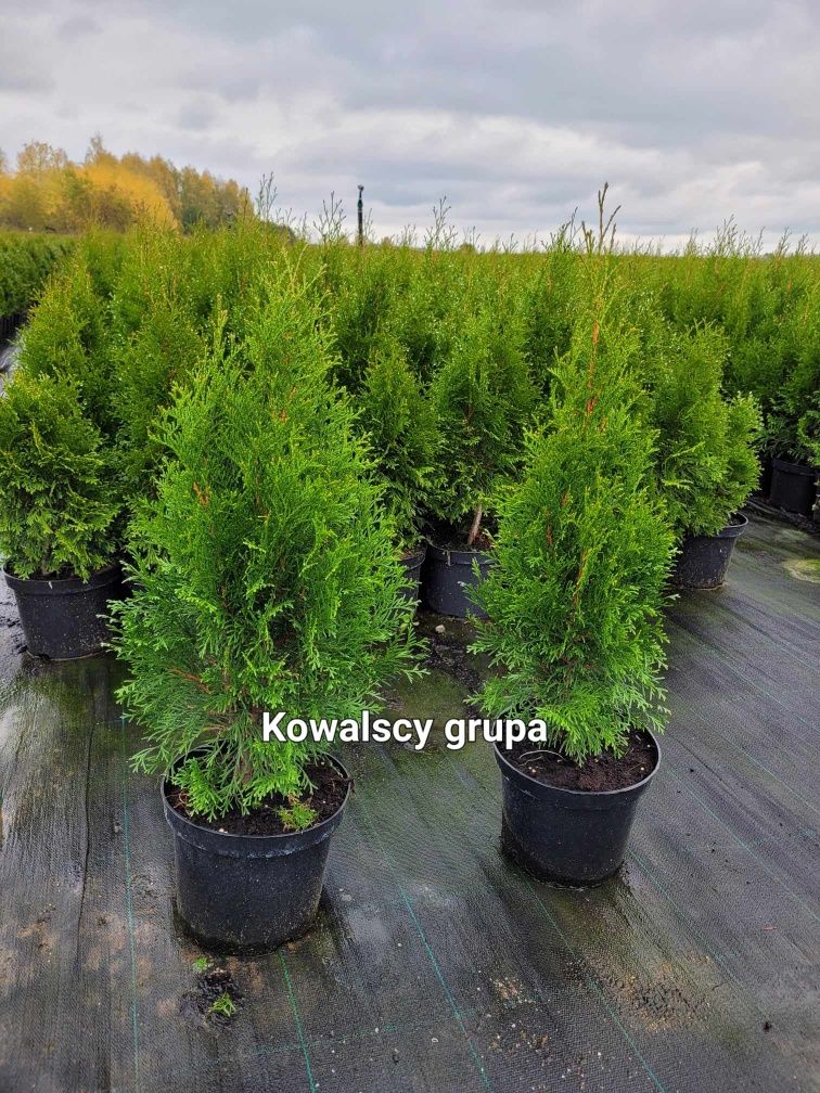 Tuja szmaragd 60 Thuja  C3 Paszport