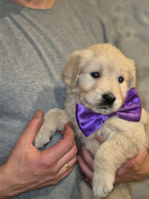 Golden Retriever szczeniak