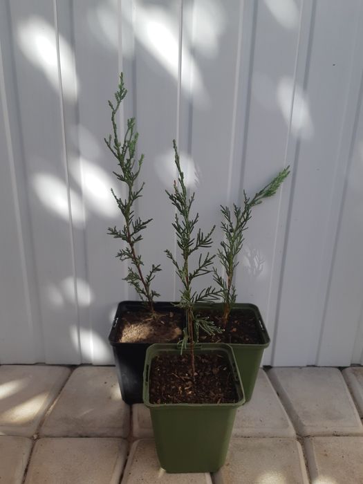 Можжевельник скайрокет