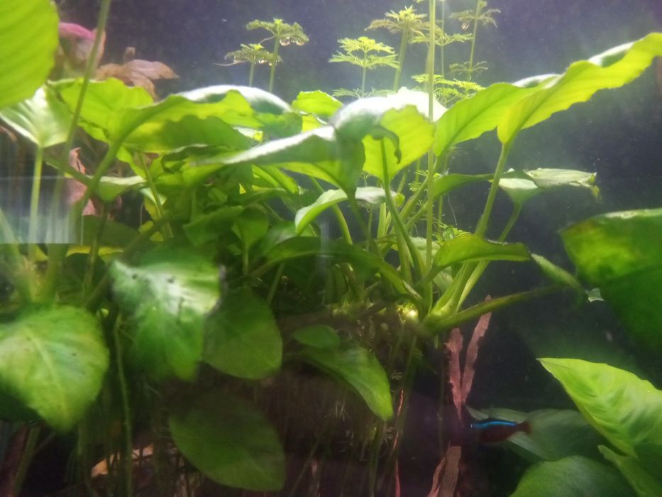 Anubias, duża odnoga, ukorzeniona