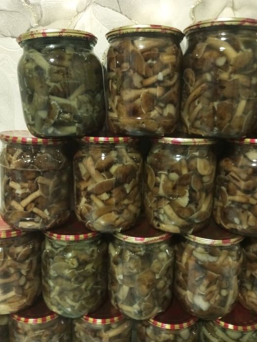 Мариновані гриби опеньки