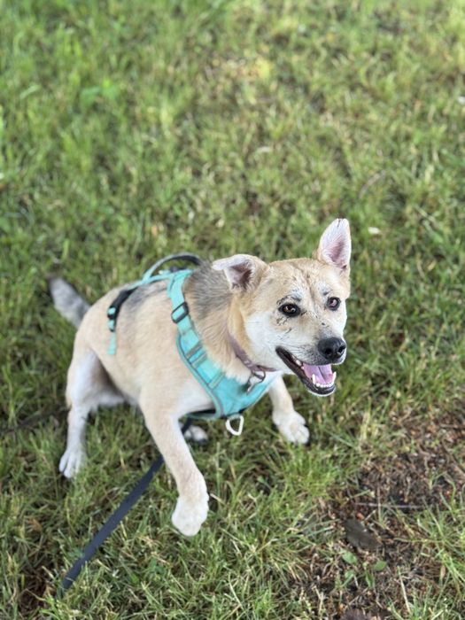 Собака з Донецької області