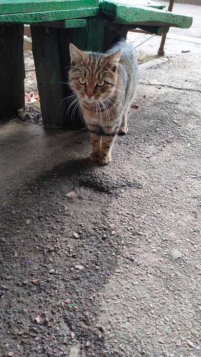 Шукаю Мурчику дiм та люблячого господаря