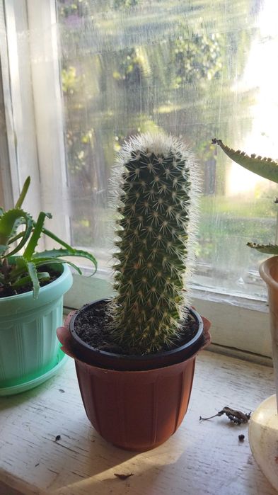 Кактус цвіте рожевими квітами