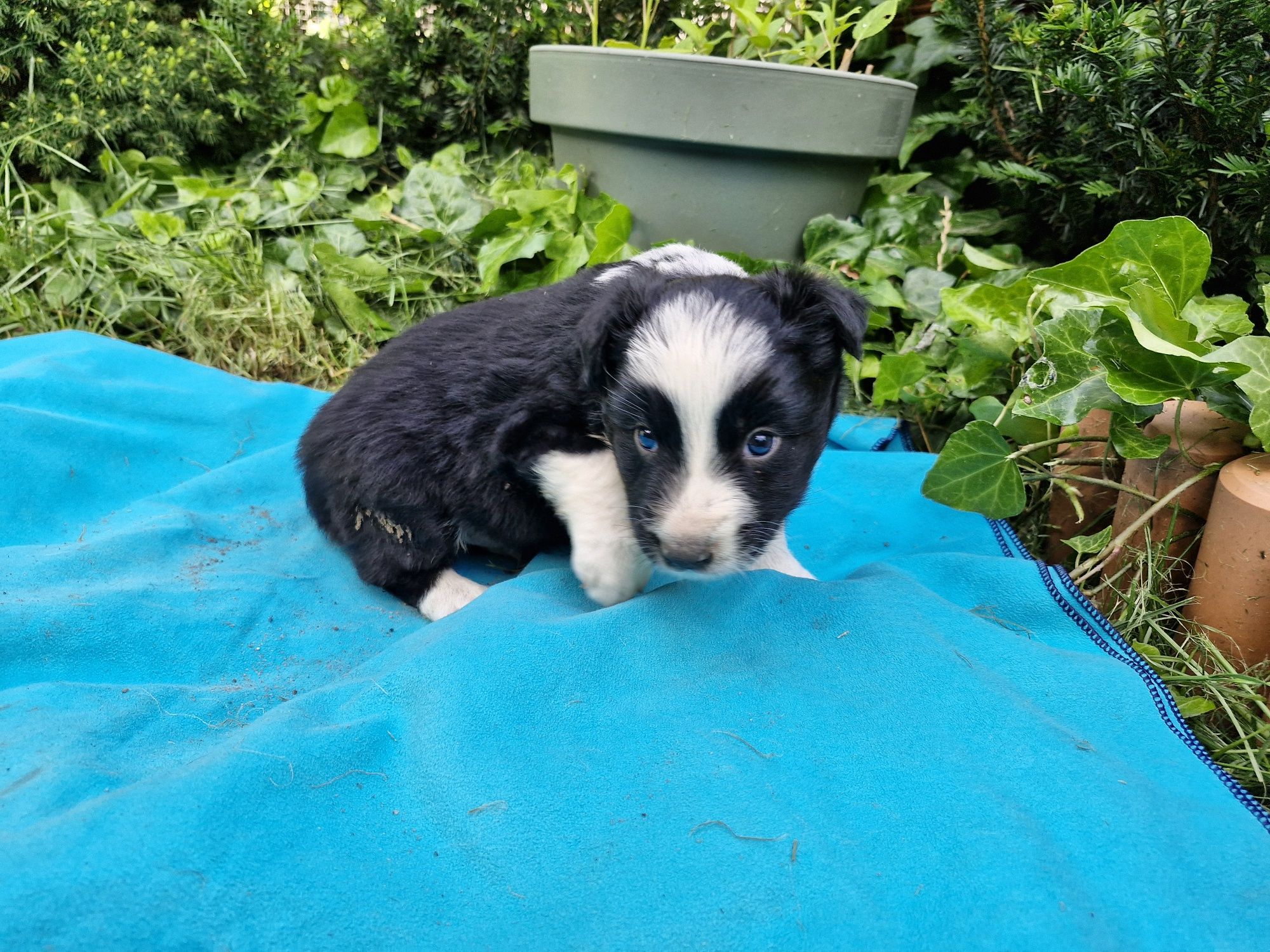 Border Collie piesek czarno biały
