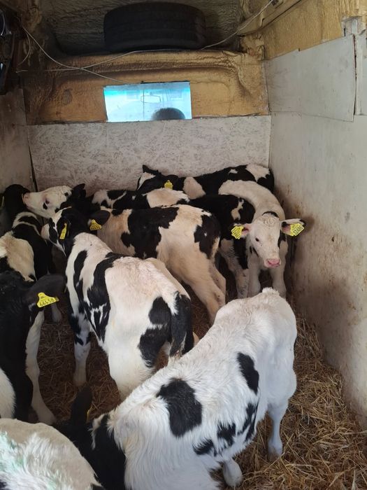 Sprzedam byczki 12szt