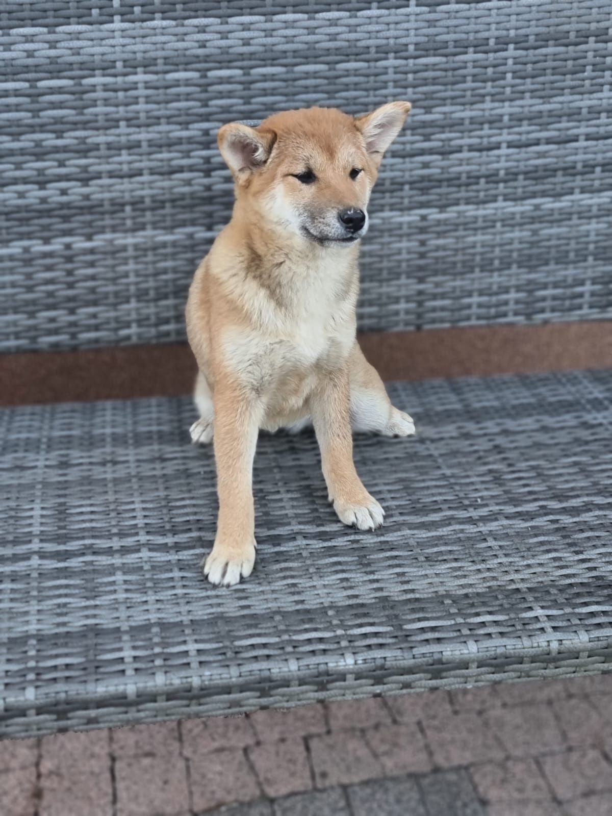 SHIBA INU szczeniak dziewczynka suczka czerwona Kuma pieski