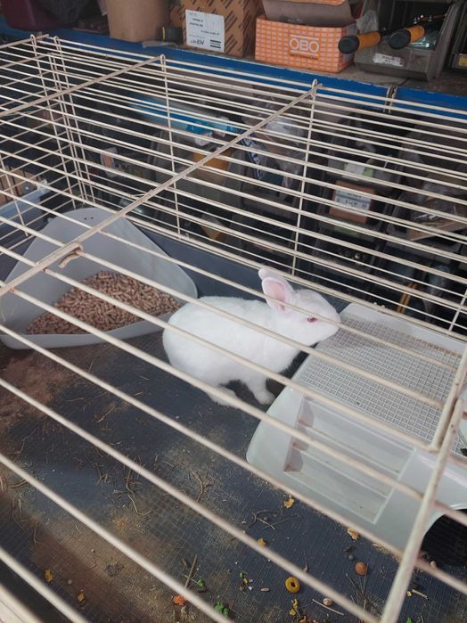 gaiola grande troco por canarios