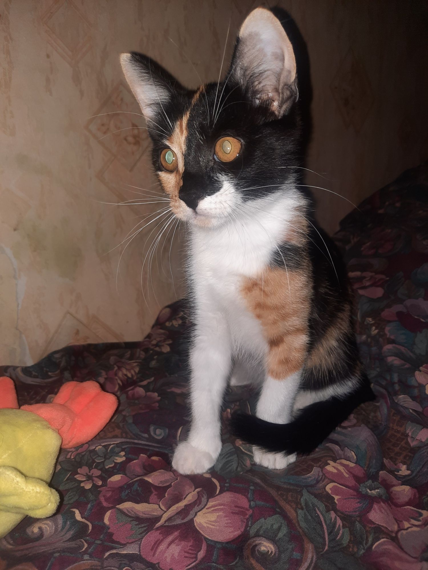 Котёнок ищет любящую семью