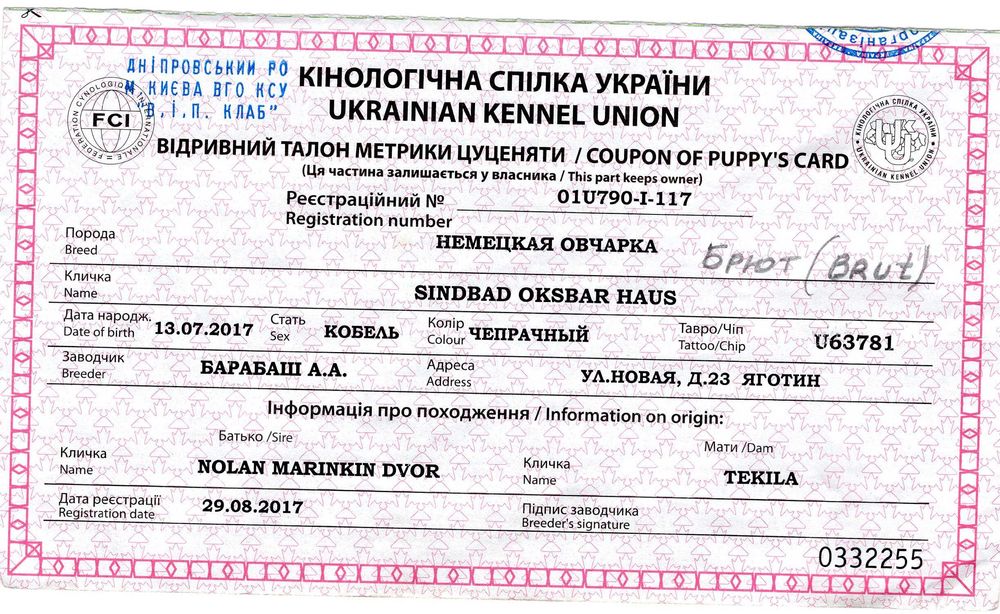 В'язка. Кобель німецької вівчарки 8 років.
