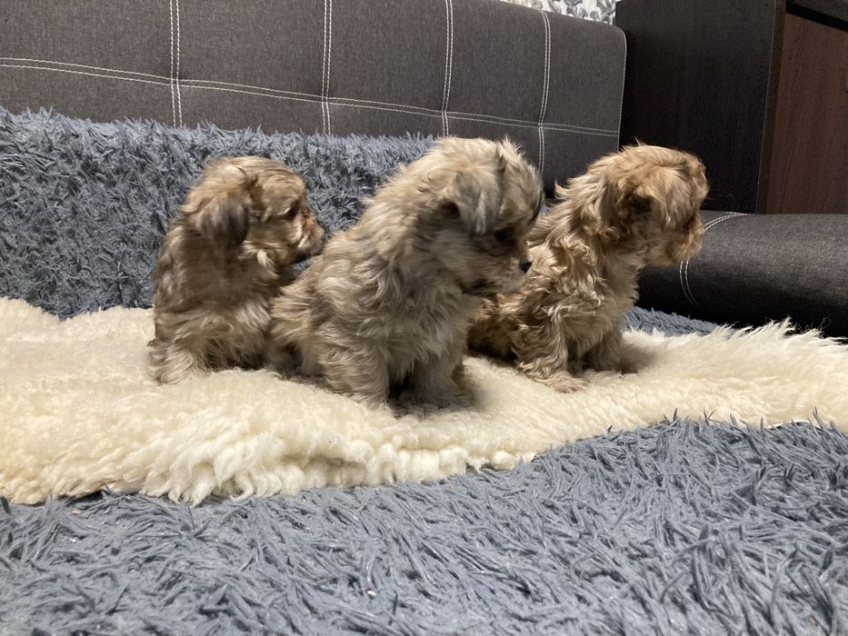 Йоршерські терʼєри золотисті( голдаст)