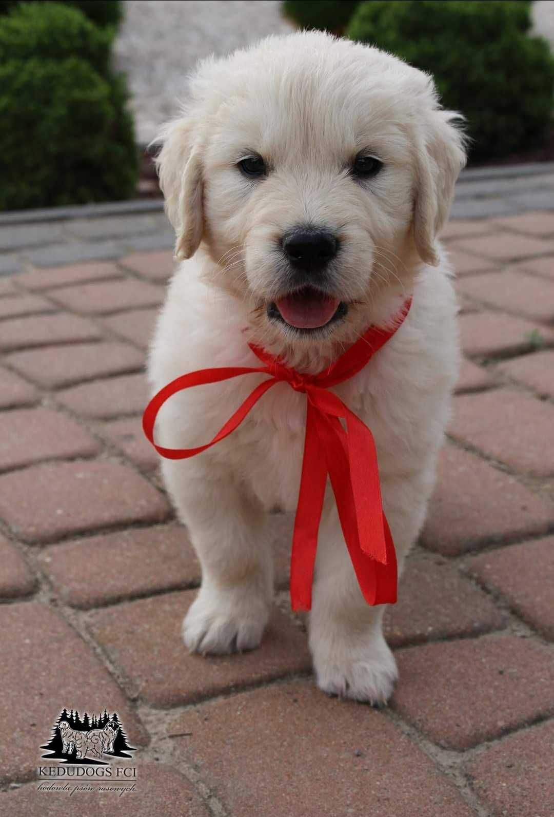 Piesek golden retriever *ZKwP FCI*