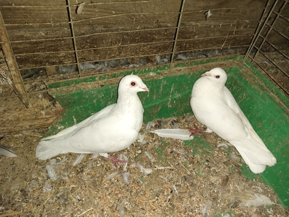 Zamienię pocztowe na pawiki