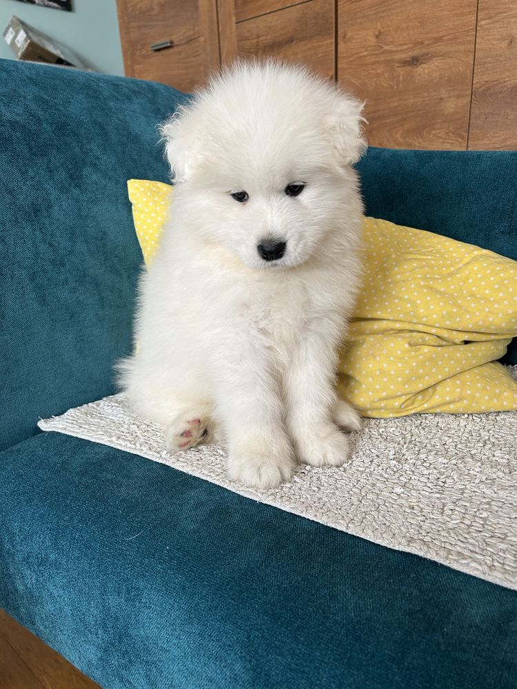 Samoyed samojed zkwp fci samiec piesek po championie