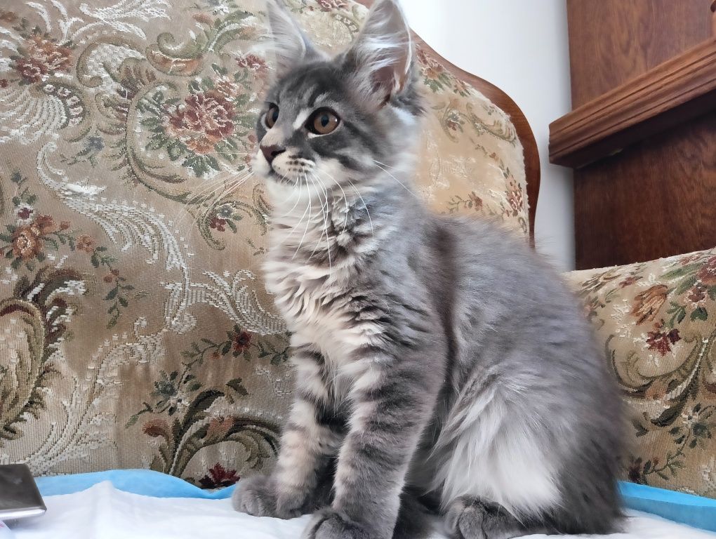 Maine coon masywna niebieska pręgowana koteczka z rodowodem FPL