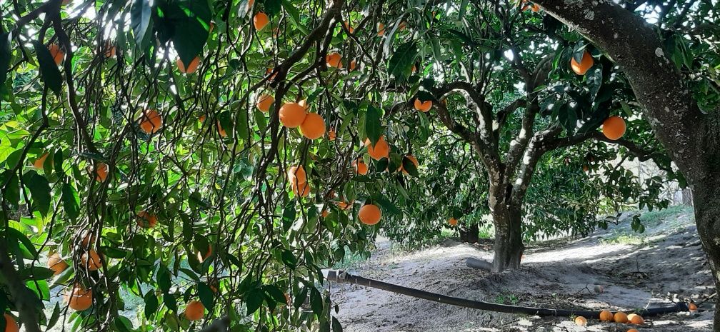 Laranjas biológicas