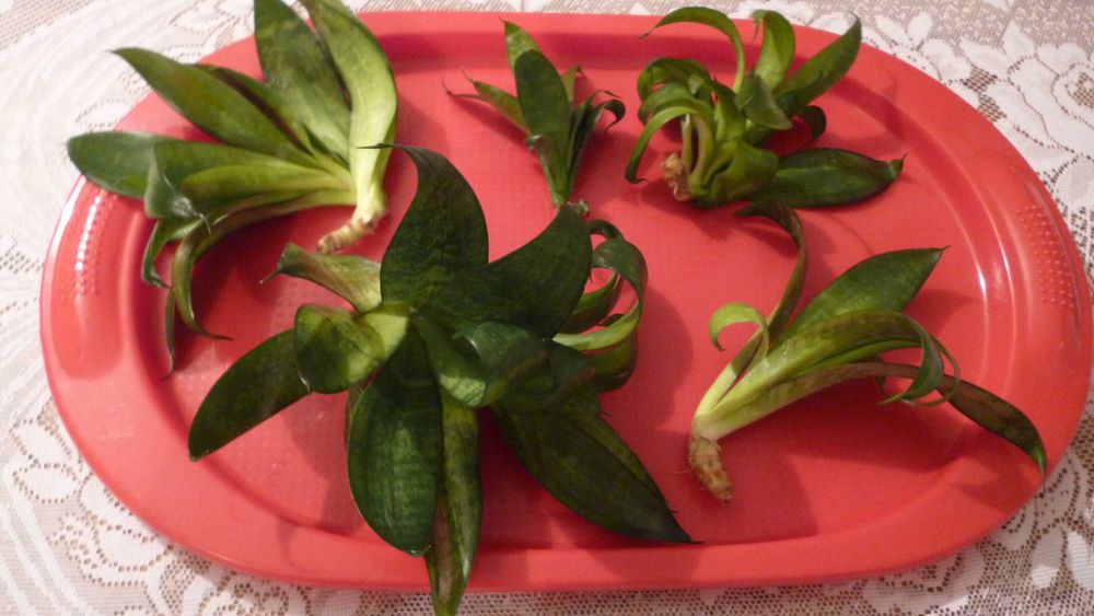 Sansewieria Hahnii, kwiaty doniczkowe