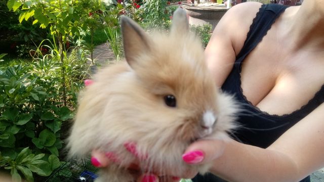 Piękny królik teddy miniatura