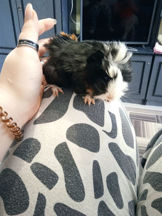 Морська свинка розетка