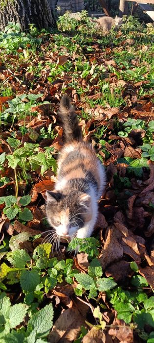 Подарую чудове кошеня)