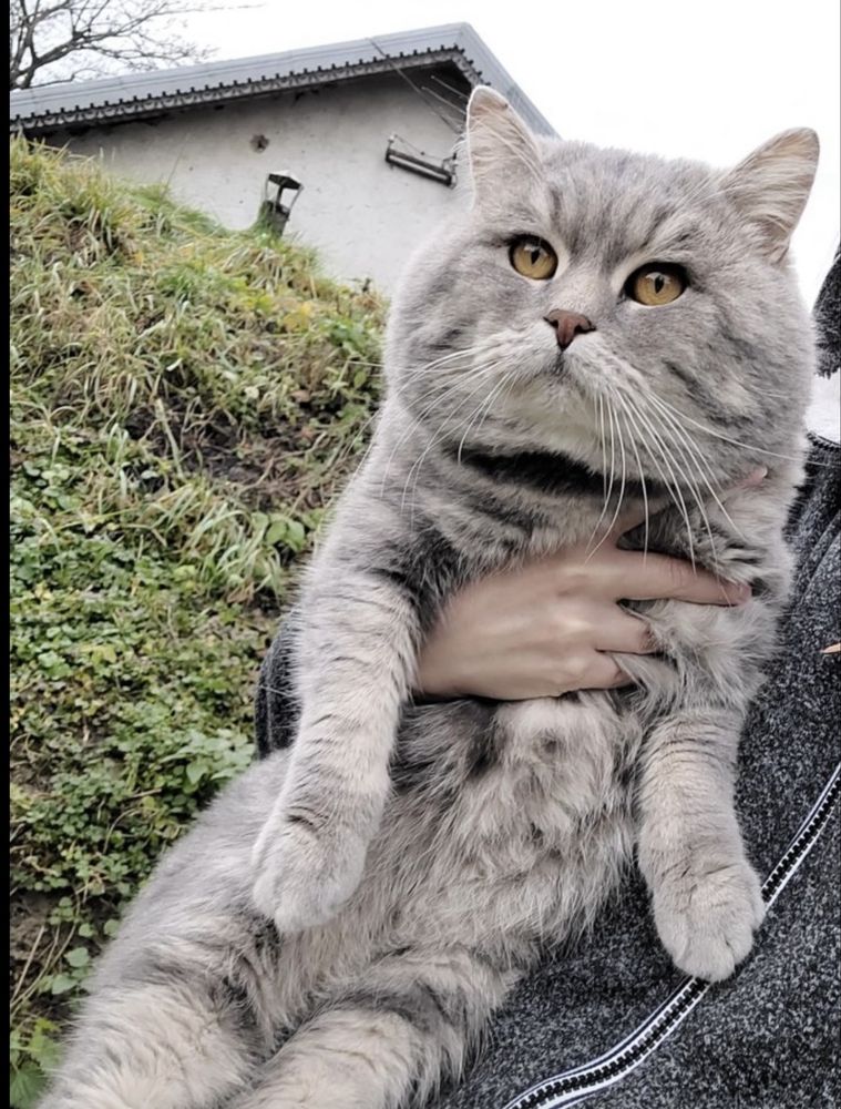 Скотіш фолд кошенята