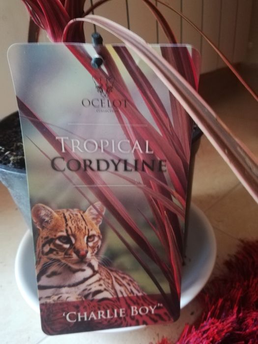 Planta "Tropical Cordyline"