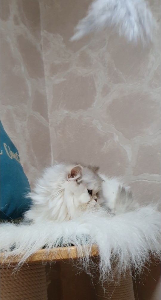 Срібляста британська довгошерста шиншила