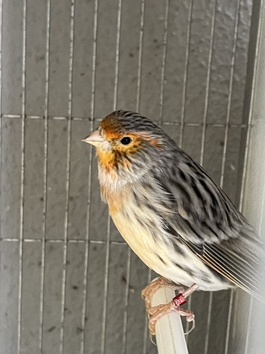 Casal ágata vermelho mosaico