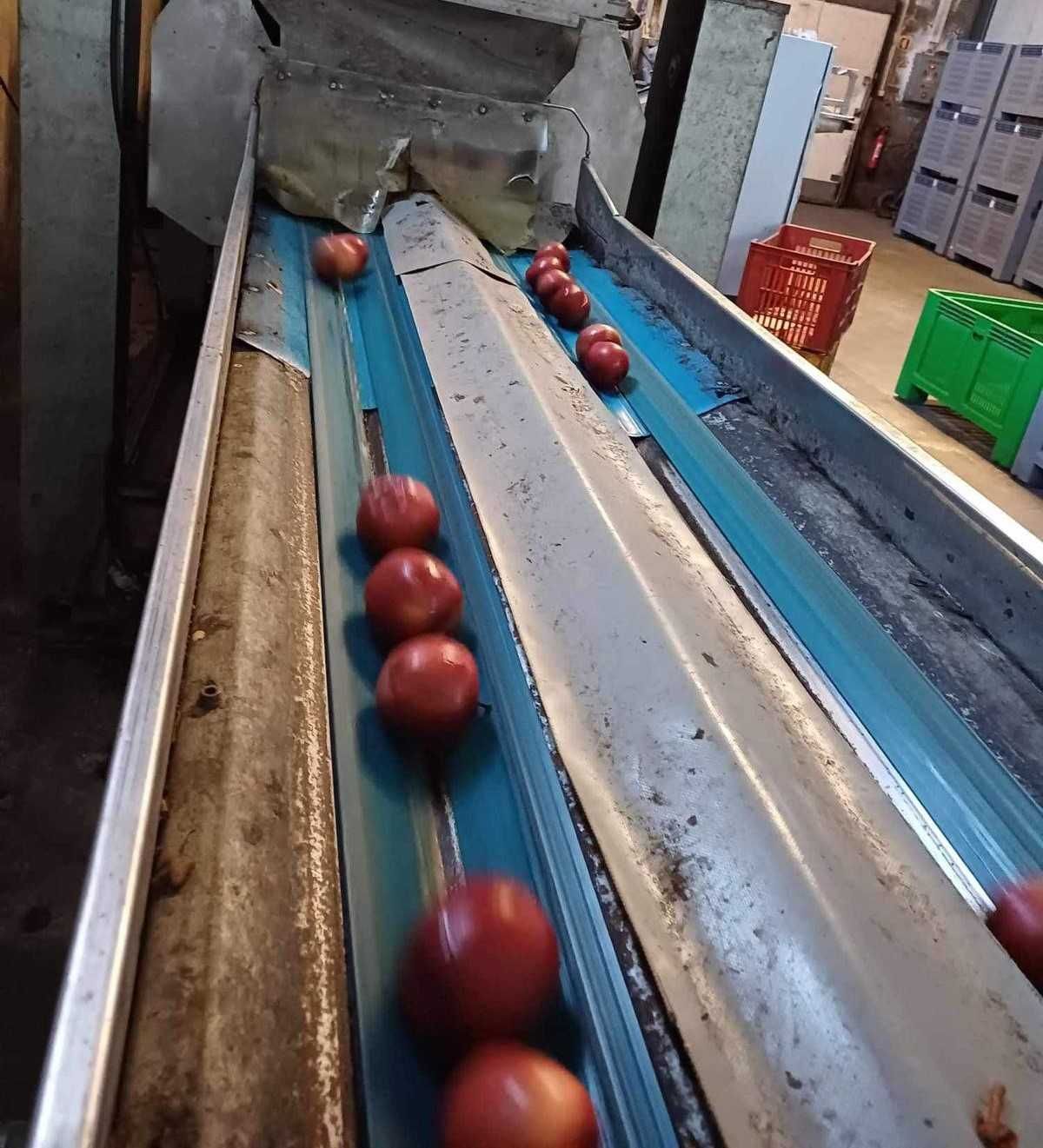 Calibrador de fruta completo a peso duas linhas de calibragem