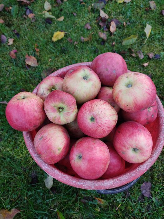 Jabłka z ogrodu i sadu, eko