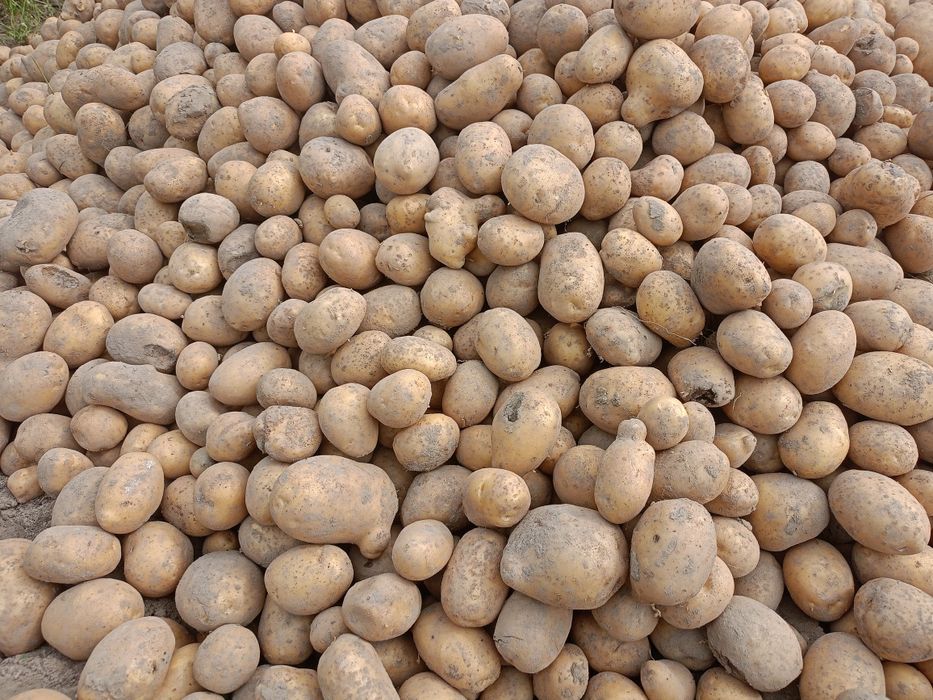 Ziemniaki jadalne odmiana soraja