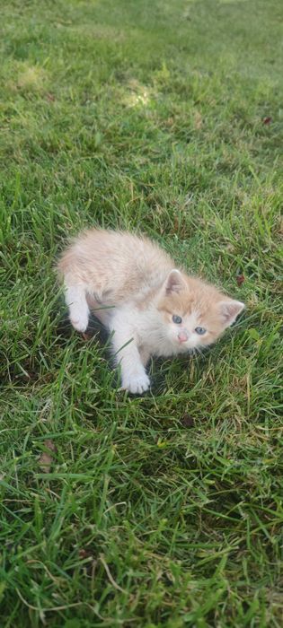 Oddam rude i rudobiałe małe kocice