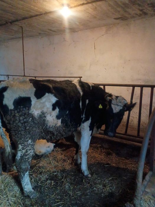 Jałówka wysokocielna