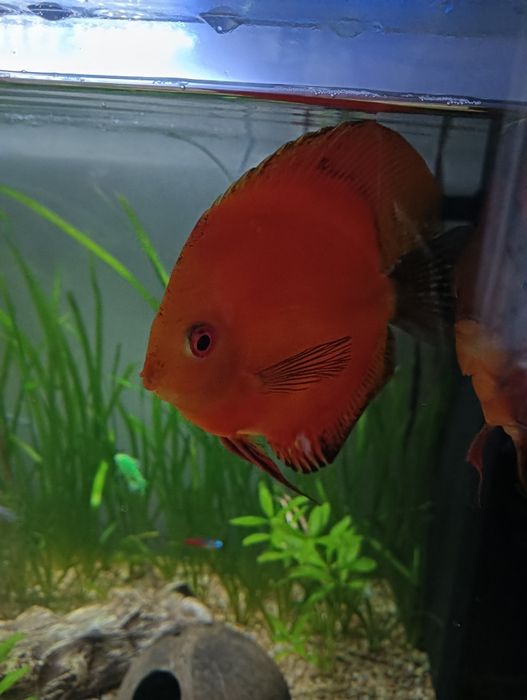 Zamienię na roślinki lub mniejsze paletki