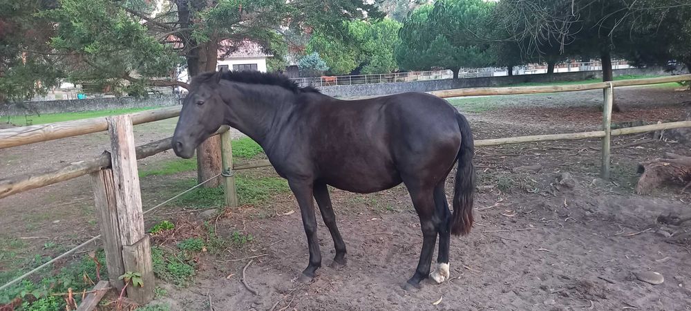Égua Lusitana  Pontuada