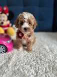 Śliczna Suczka Maltipoo!