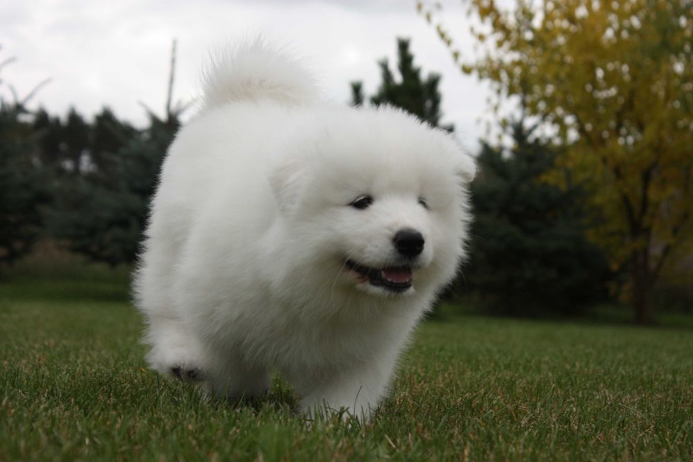 Samojed, Samoyed - suczka po championach ZKwP
