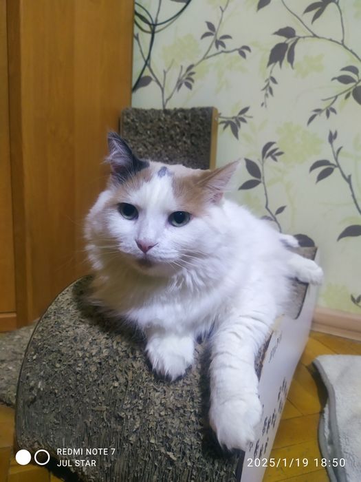 Киця шукає родину