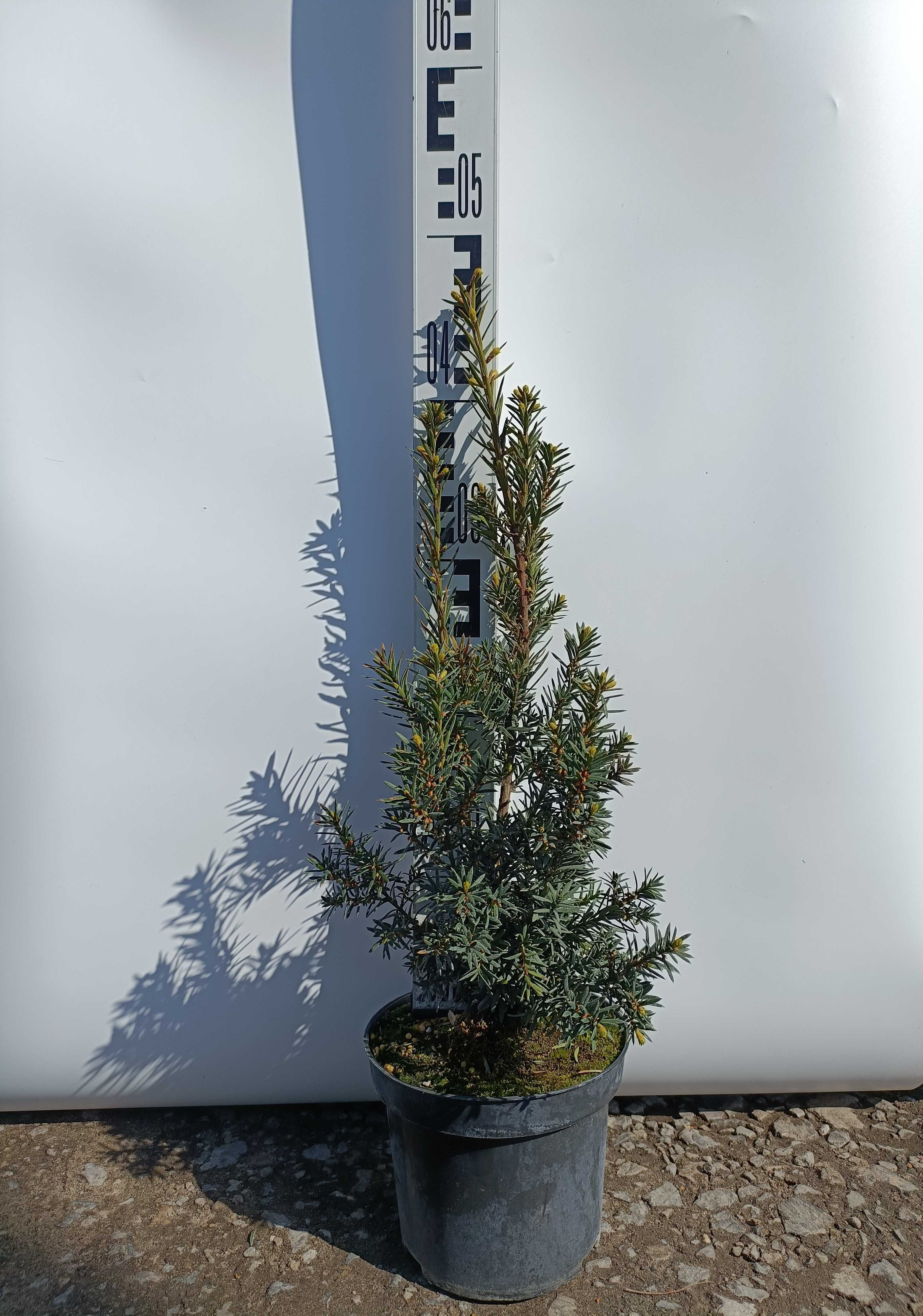 CIS - Taxus media Hicksii Co2 litry (40 - 60cm)