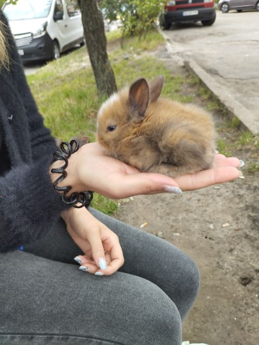 кролик карликовий декоративний міні білий з сірим