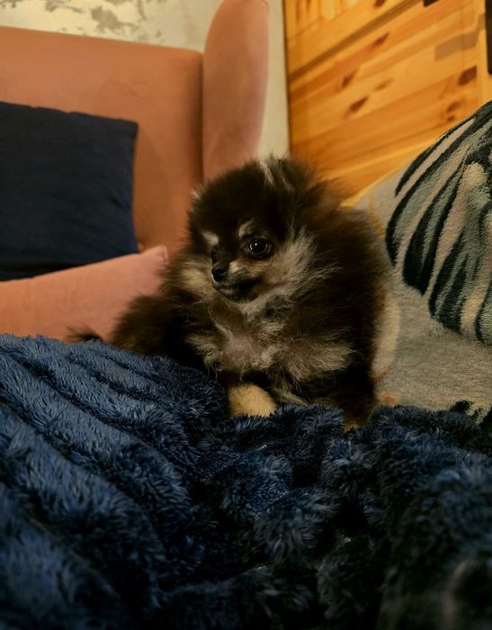 Pomeranian szpic miniaturowy dziewczynka black and tan