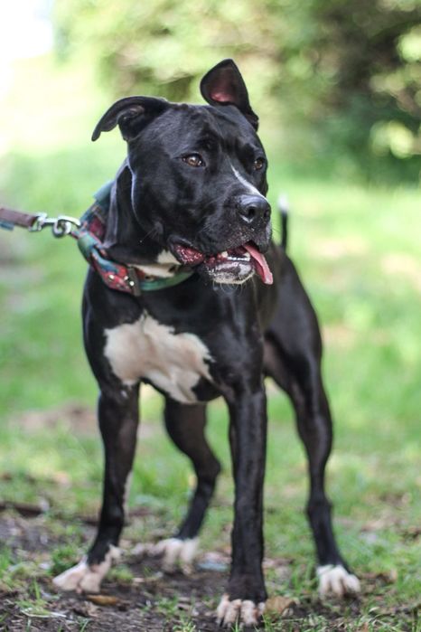Ali 2 letni pitbull amstaff szuka domu